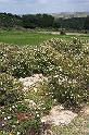 Carthage - Ain Jouggar 100_6277